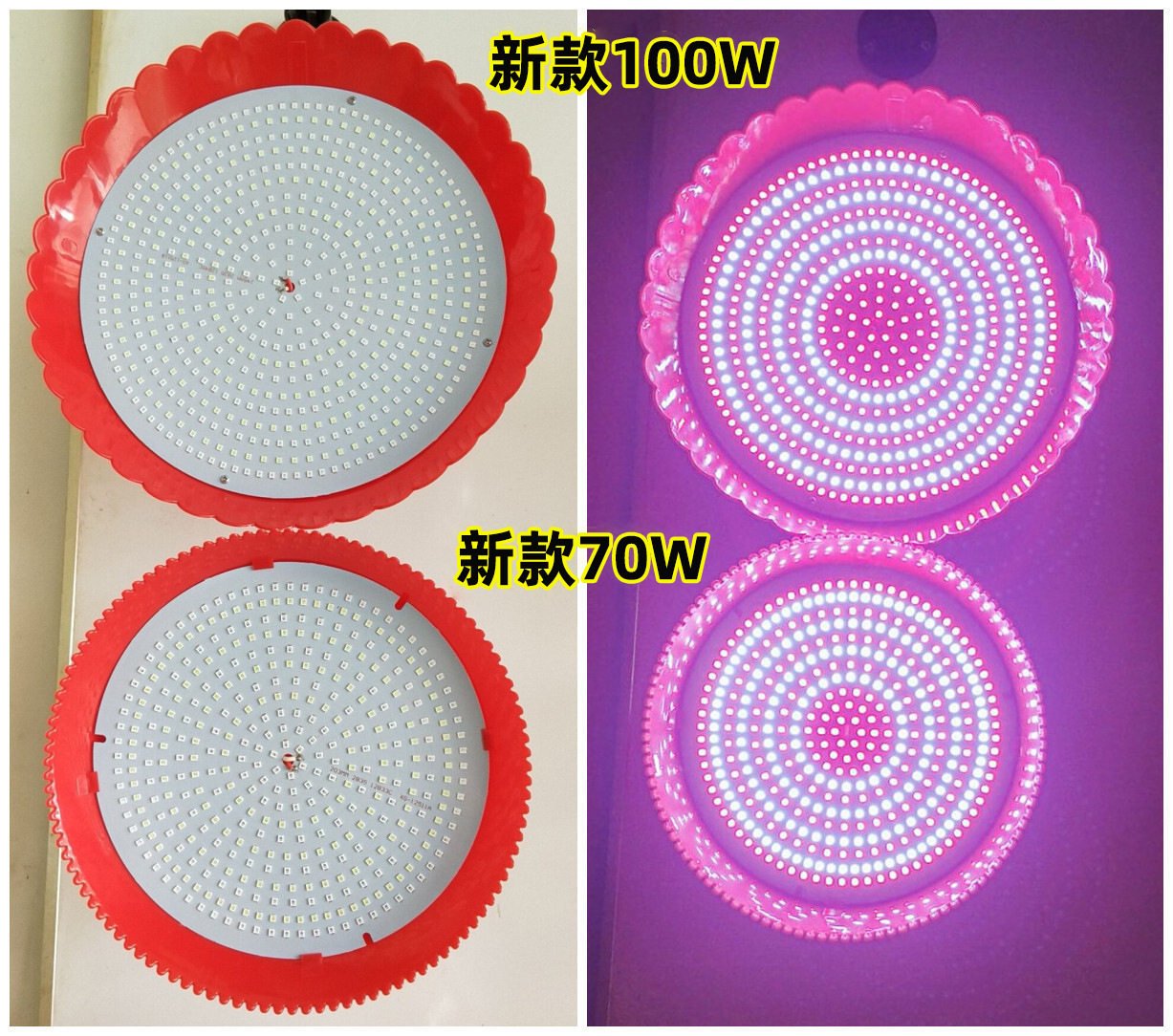 新品 100W540 パールレッド＆ホワイト【プロ仕様のフルーツ・生肉】