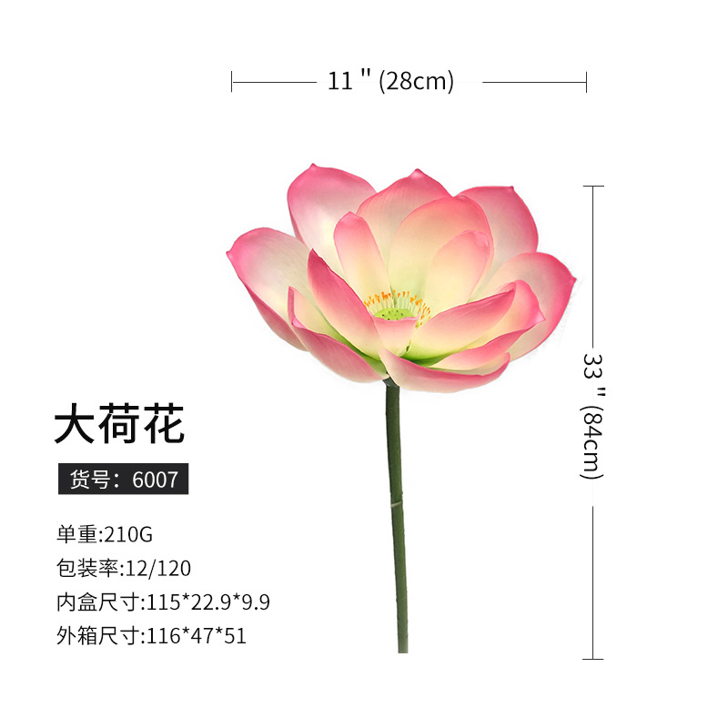 6007大ハスの花(120枝から予約)