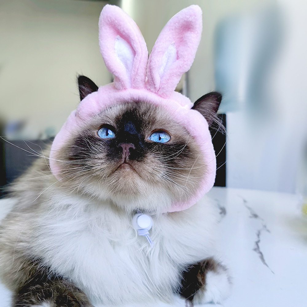 B05310 ウサギの帽子