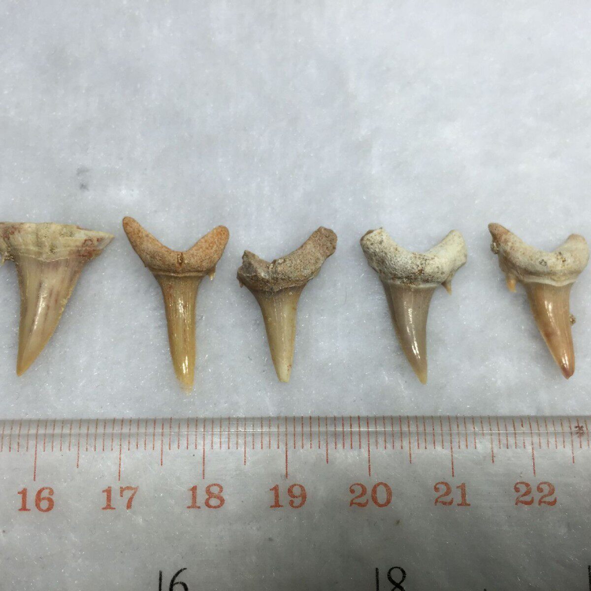 半完全サメ歯 (細長い歯)