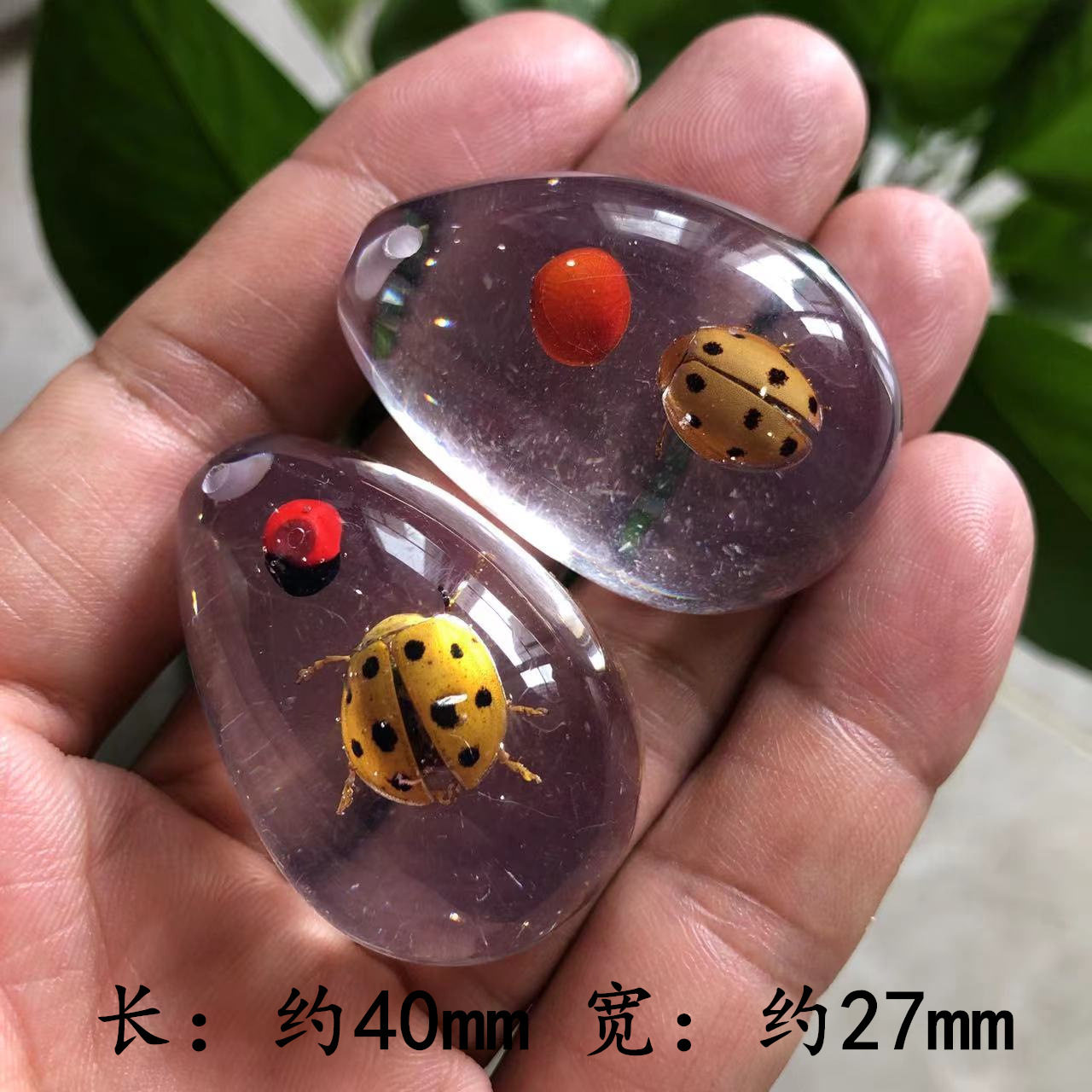 白い背景の上のてんとう虫