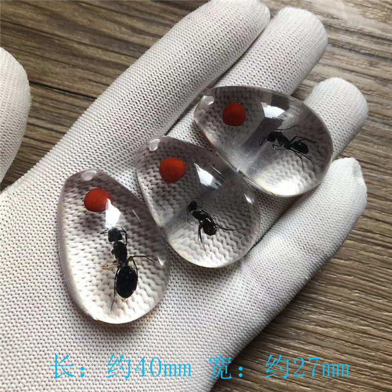 白底あずき + アリ