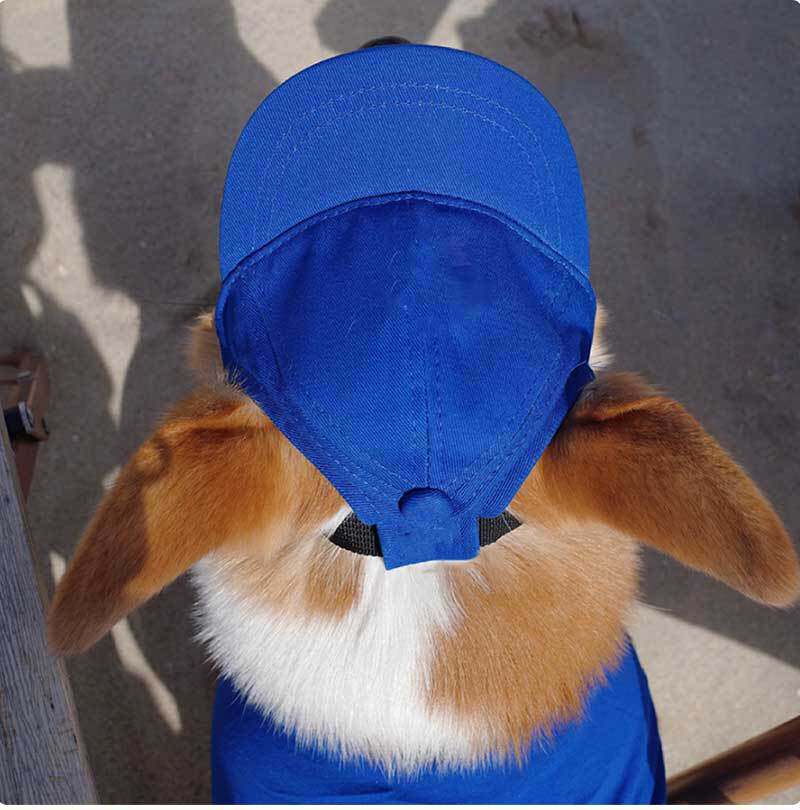 ブルーのペットベースボールキャップ