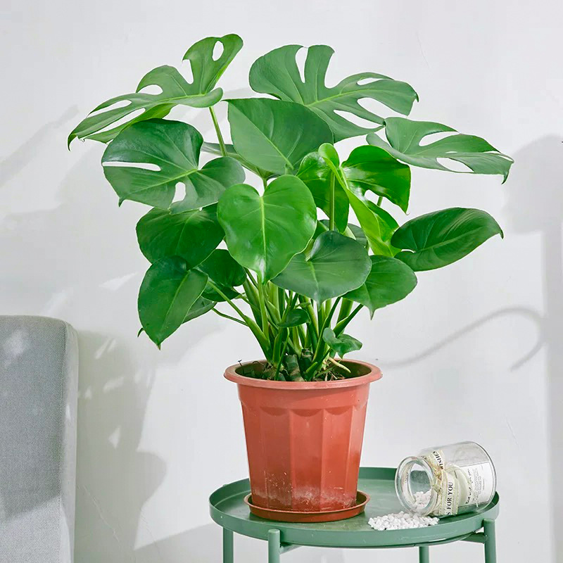 モンステラ 50～60cm 苗2本（元鉢）背開き