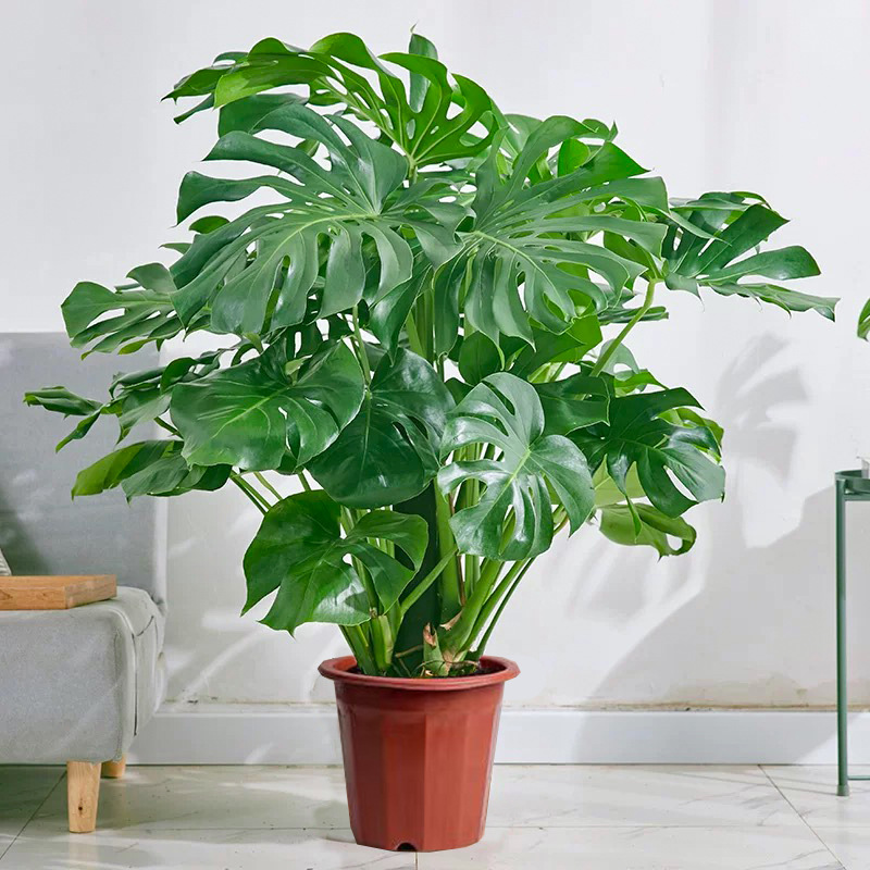 リビングに床置きの大型モンステラ70cm 4本苗（オリジナル鉢）が開花しました