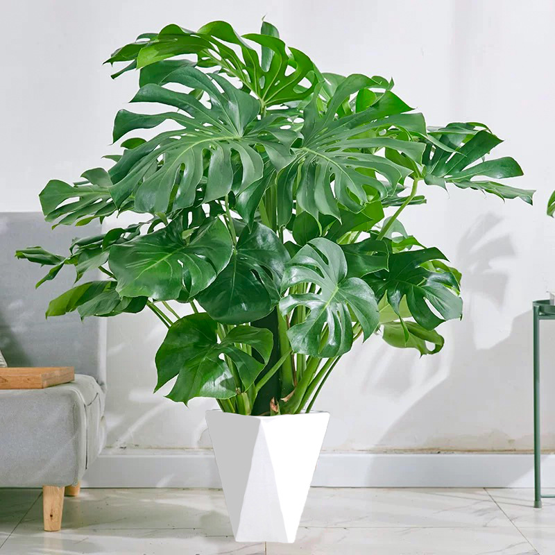 リビングに大きなモンステラ・ディフェンシバム50cmの4本の苗（白いひし形の鉢）が咲きました