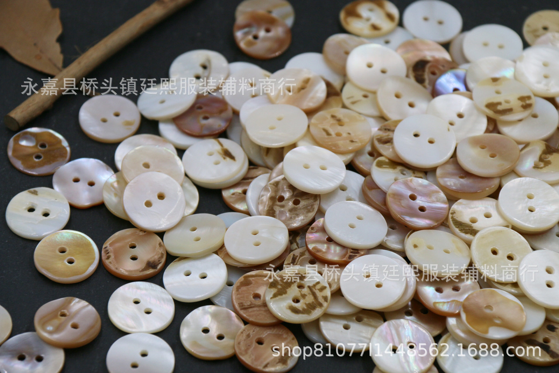 普通の白貝 * 16l = 10.0mm