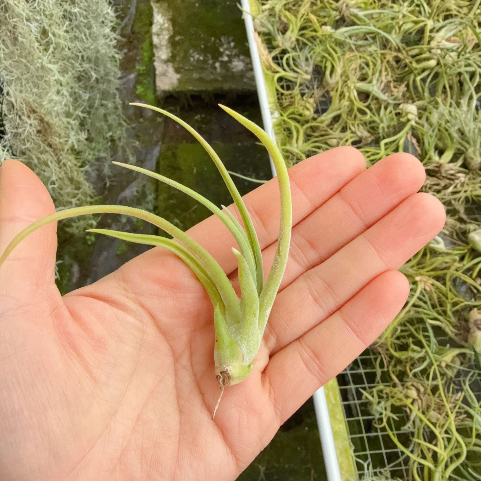 小型メデューサ側芽、葉長6～8cm、1個