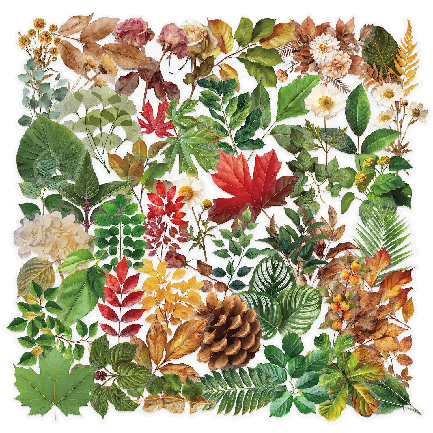 植物の葉 50枚 SLP007