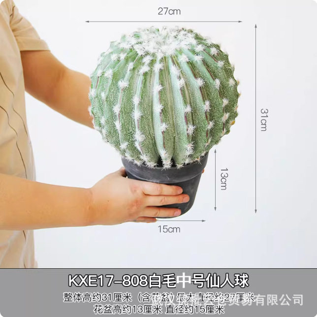 808 白髪中サボテン