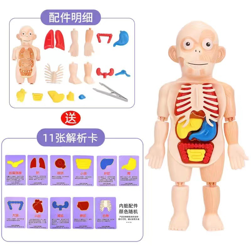 人体骨格内臓分解 + 11枚解析カード【カラーボックス】