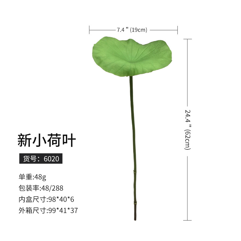 6020新小蓮の葉 (288枝から注文)