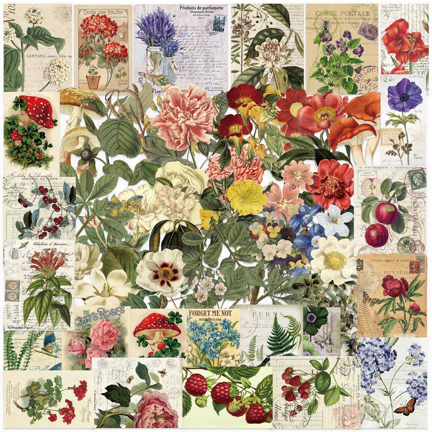 50色の植物 SLP047