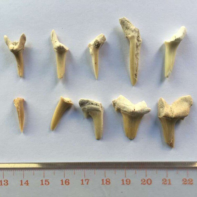 不完全サメ歯 (細長い歯)