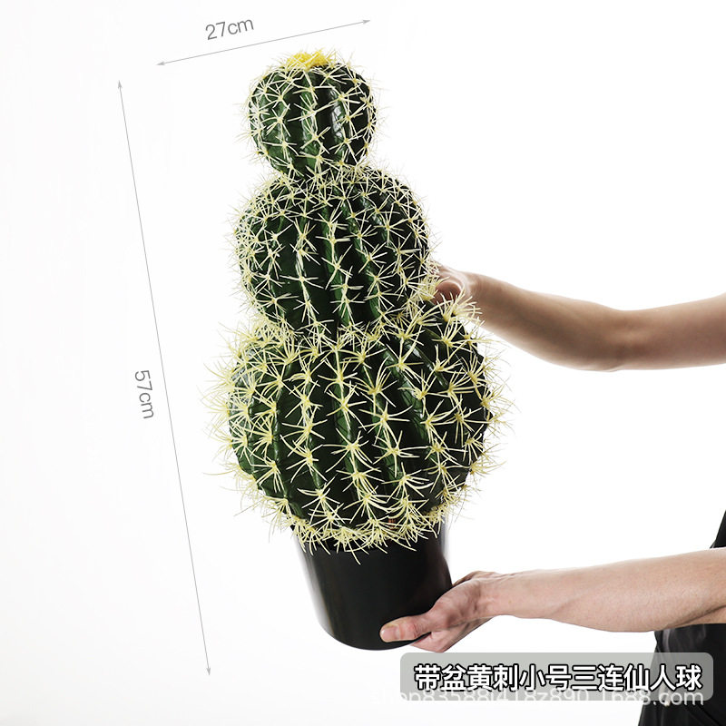 鉢付きの黄色のトゲの小さいサイズの3連の仙人の球
