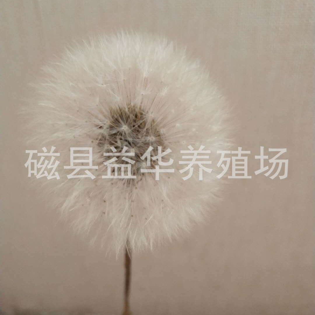 直径は約4cm