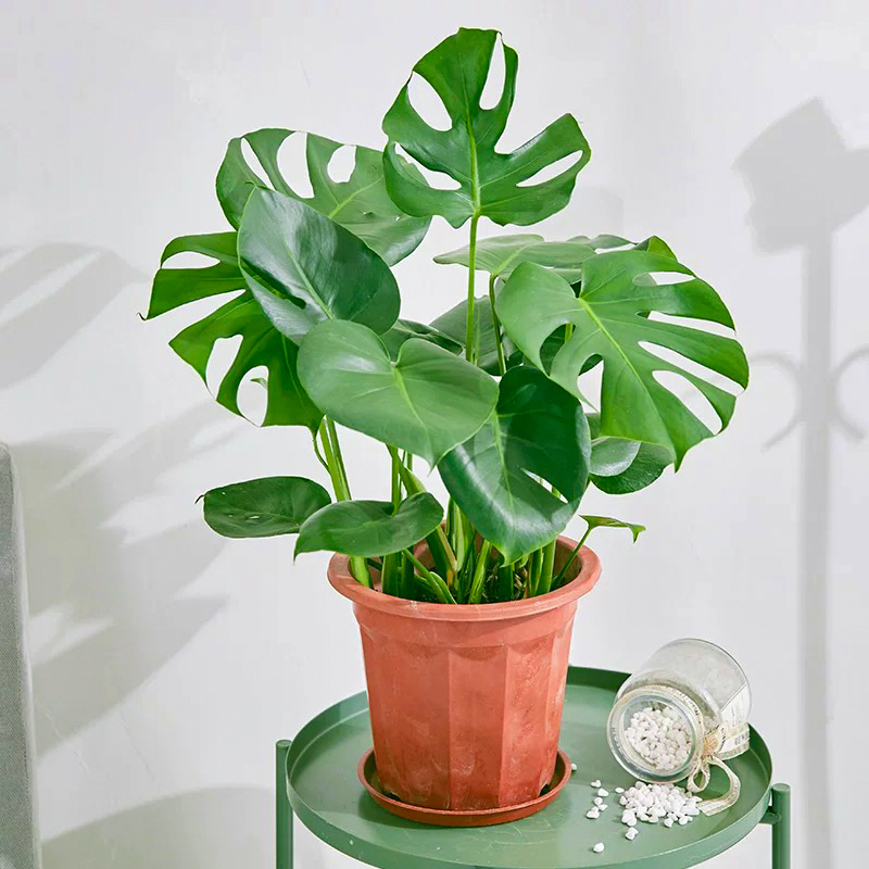 モンステラ 40cm 苗3本（オリジナルポット）背開き