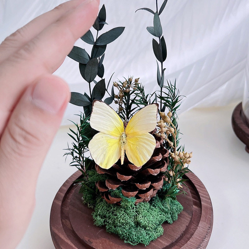 DIY 材料パッケージ - イヌリンユーカリ、直径 12 センチメートル、高さ 19 センチメートル