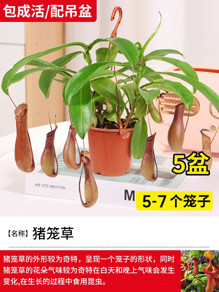 【生存パッケージ/吊り下げ鉢付き】5鉢、1鉢あたり2本（5～7ケージ）