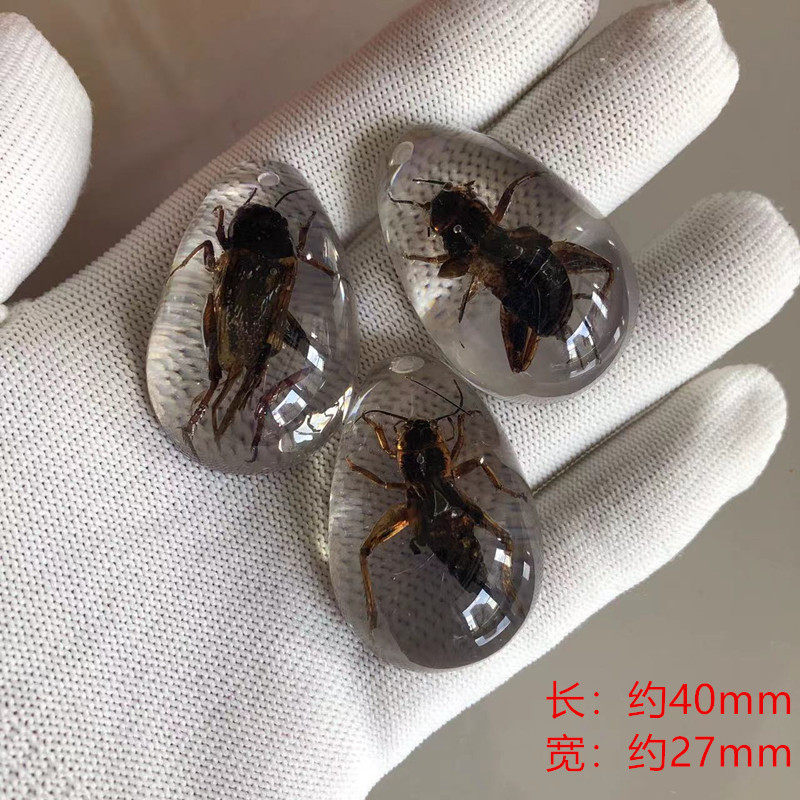 白い背景の上のコオロギ