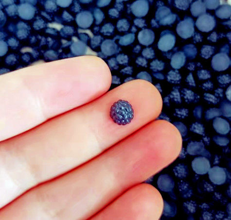 小さい青い桑の実