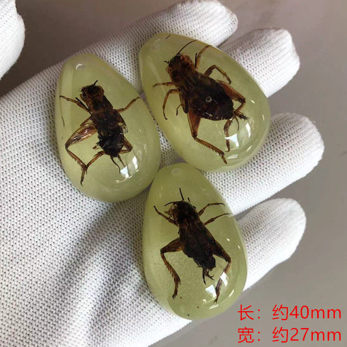 暗闇で光るクリケット 9