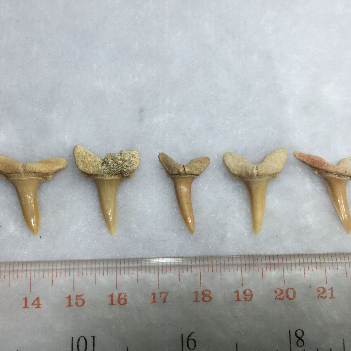 完全サメ歯 (細長い歯1センチ)