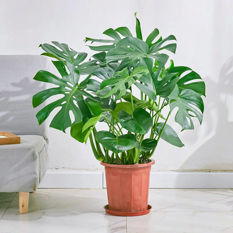 モンステラ 60cm 3本苗（オリジナルポット）背開き