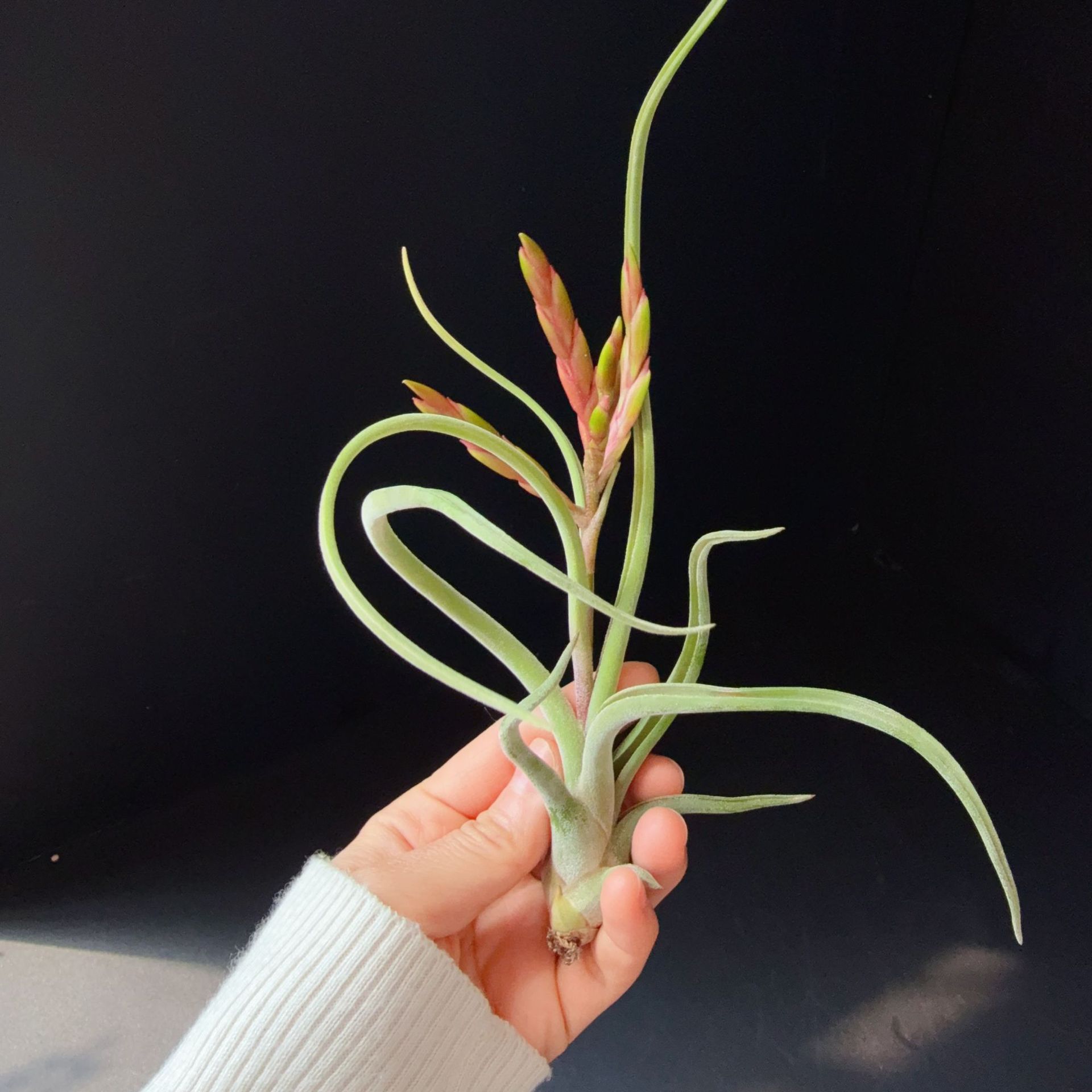 開花期のメデューサは株の高さが15cm程度です。