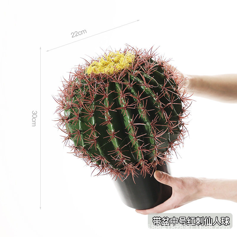 盆中号赤刺仙人球付き