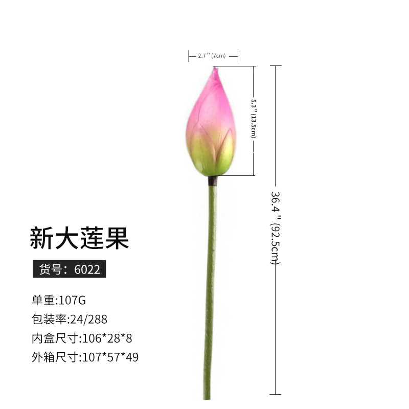 6022新大蓮果(288枝から予約)