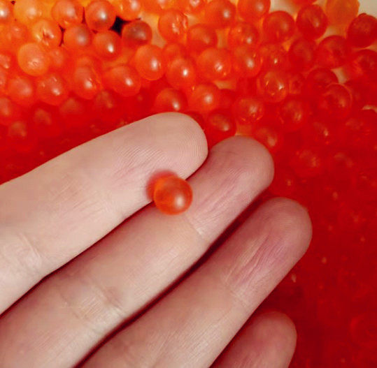 オレンジ色のブルーベリー