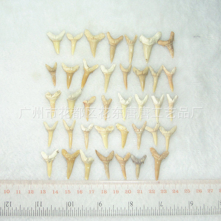 完全細長い歯 (1.5 ~ 2.5センチ)