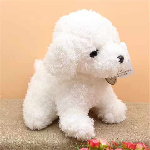 白いテディ犬