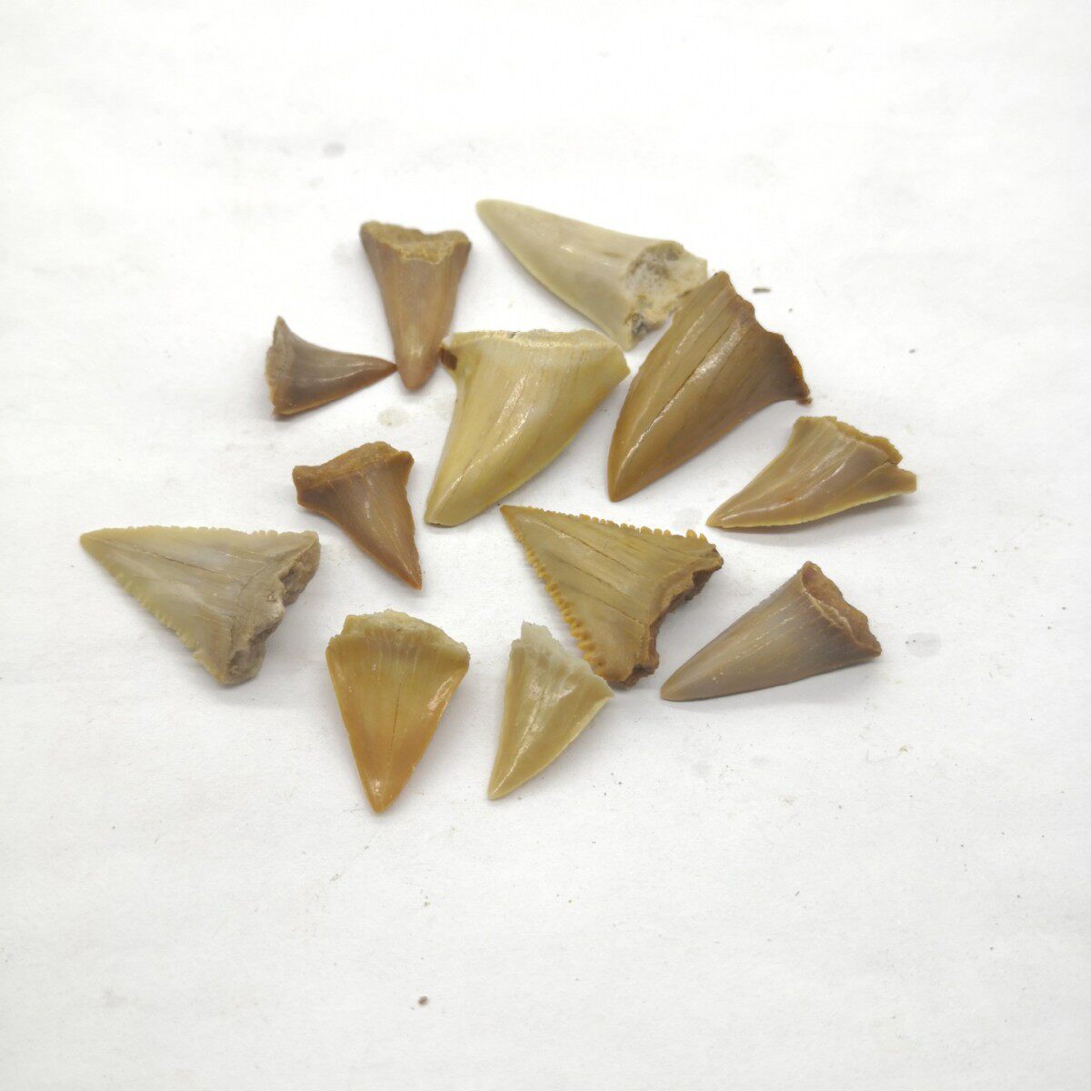 不完全サメの歯