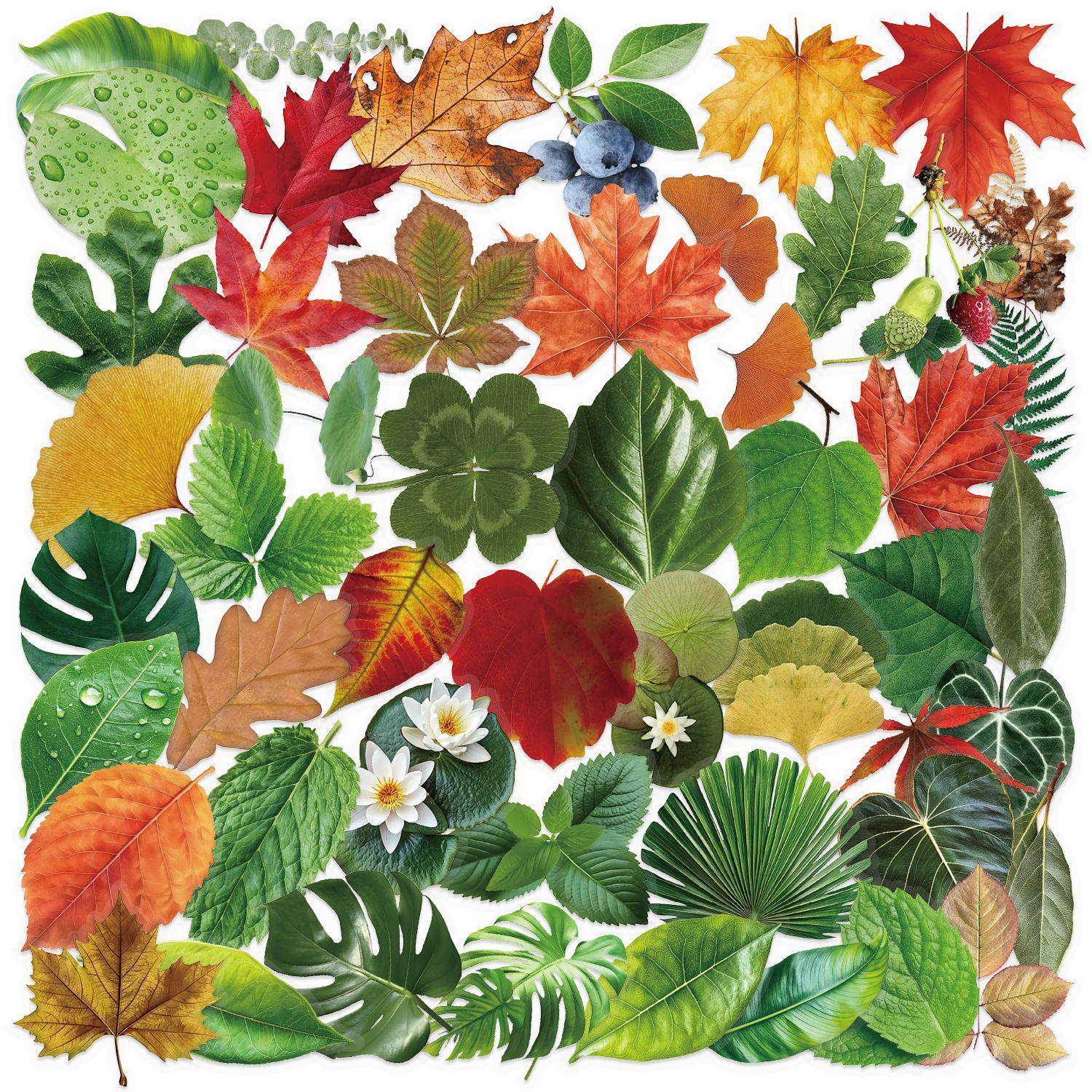 インスタイルリーフ 50枚 SLP096