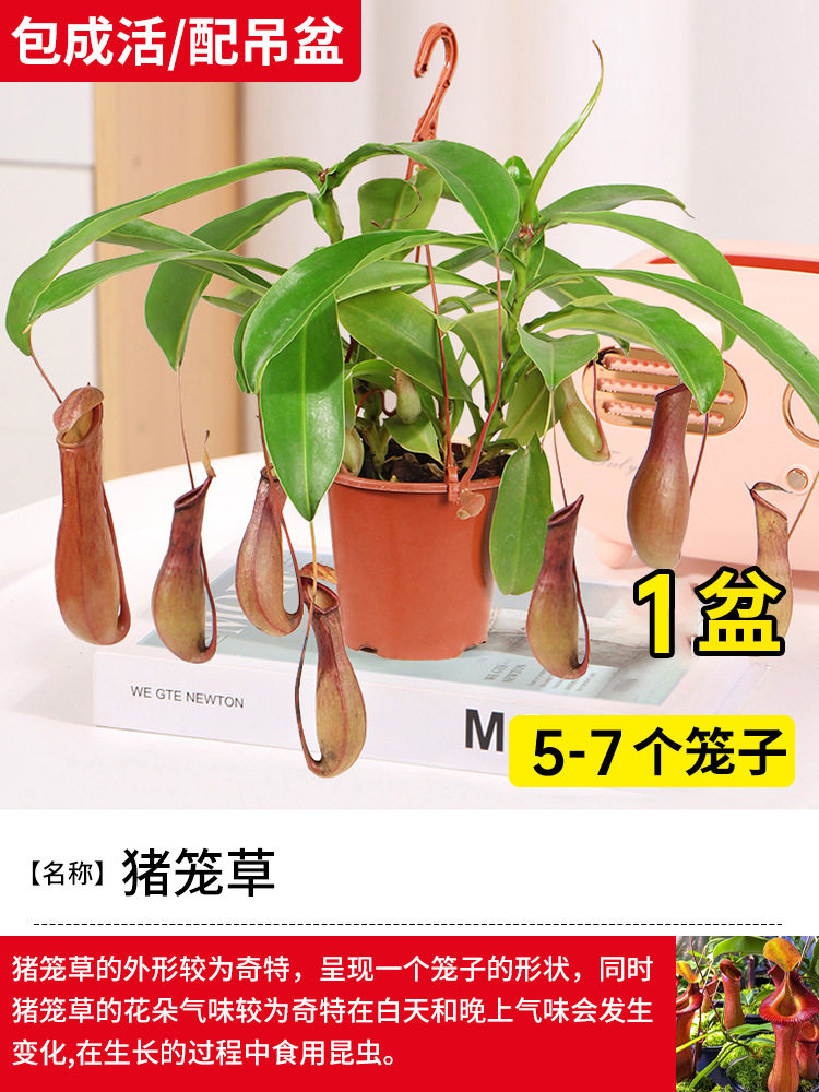【生存パッケージ/ハンギングポット付き】1ポットに2本の木（5～7ケージ）