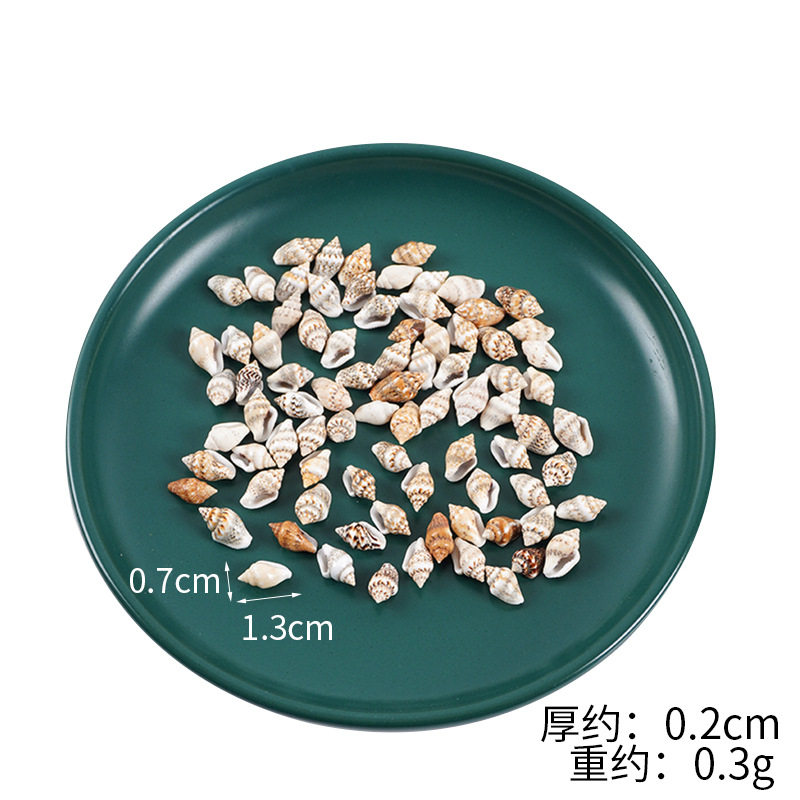 穴のない1.3cmの小さなカタツムリ 1個