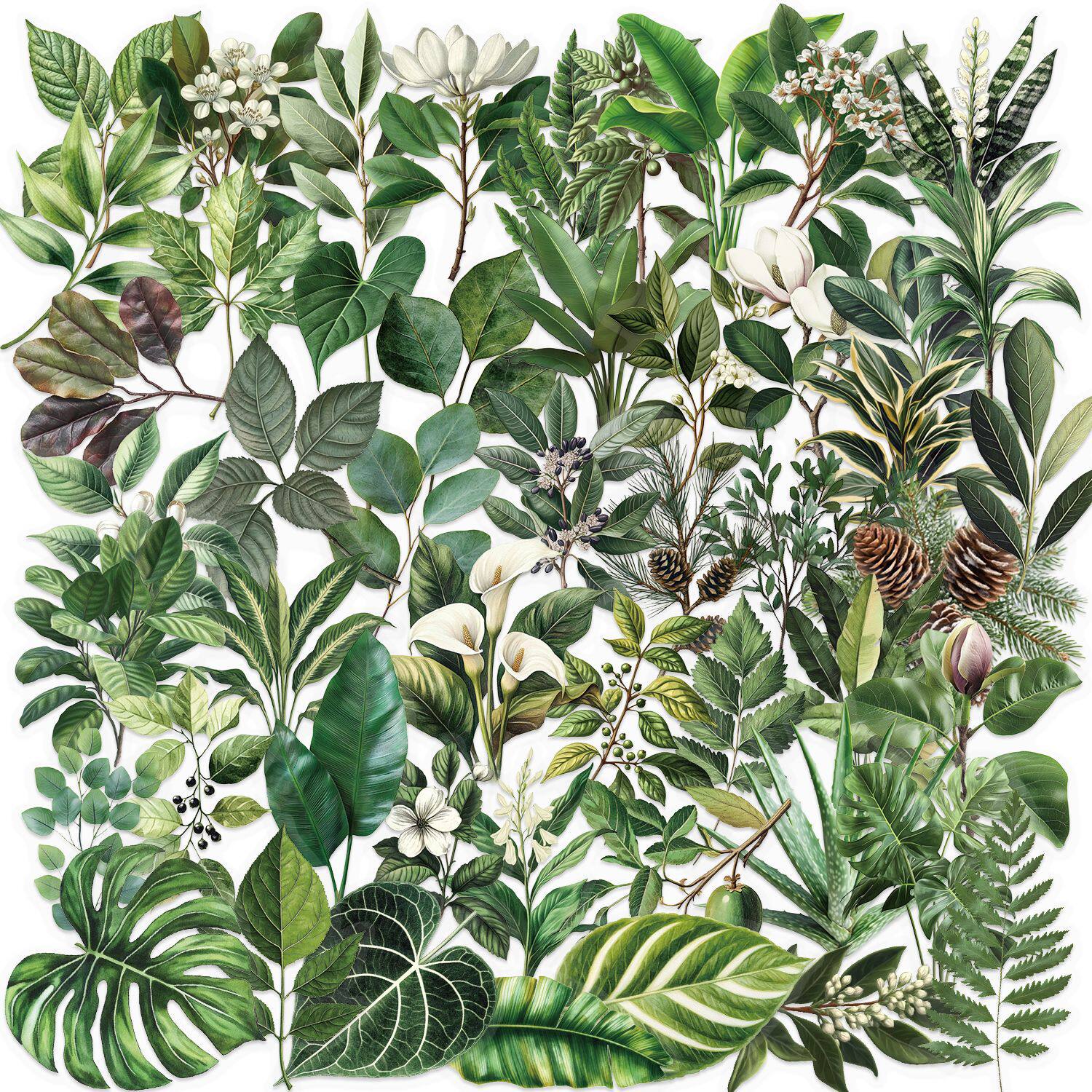 緑の植物の葉 50枚 SLP049