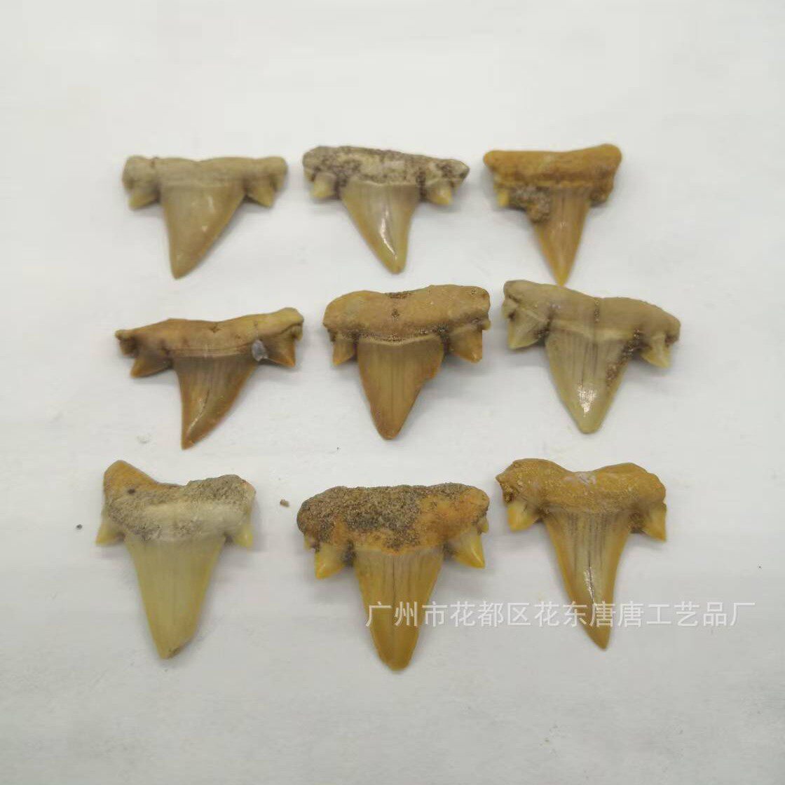 完全なサメの歯