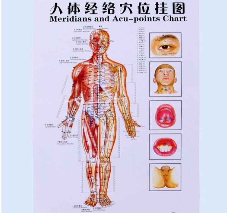 人体正面図