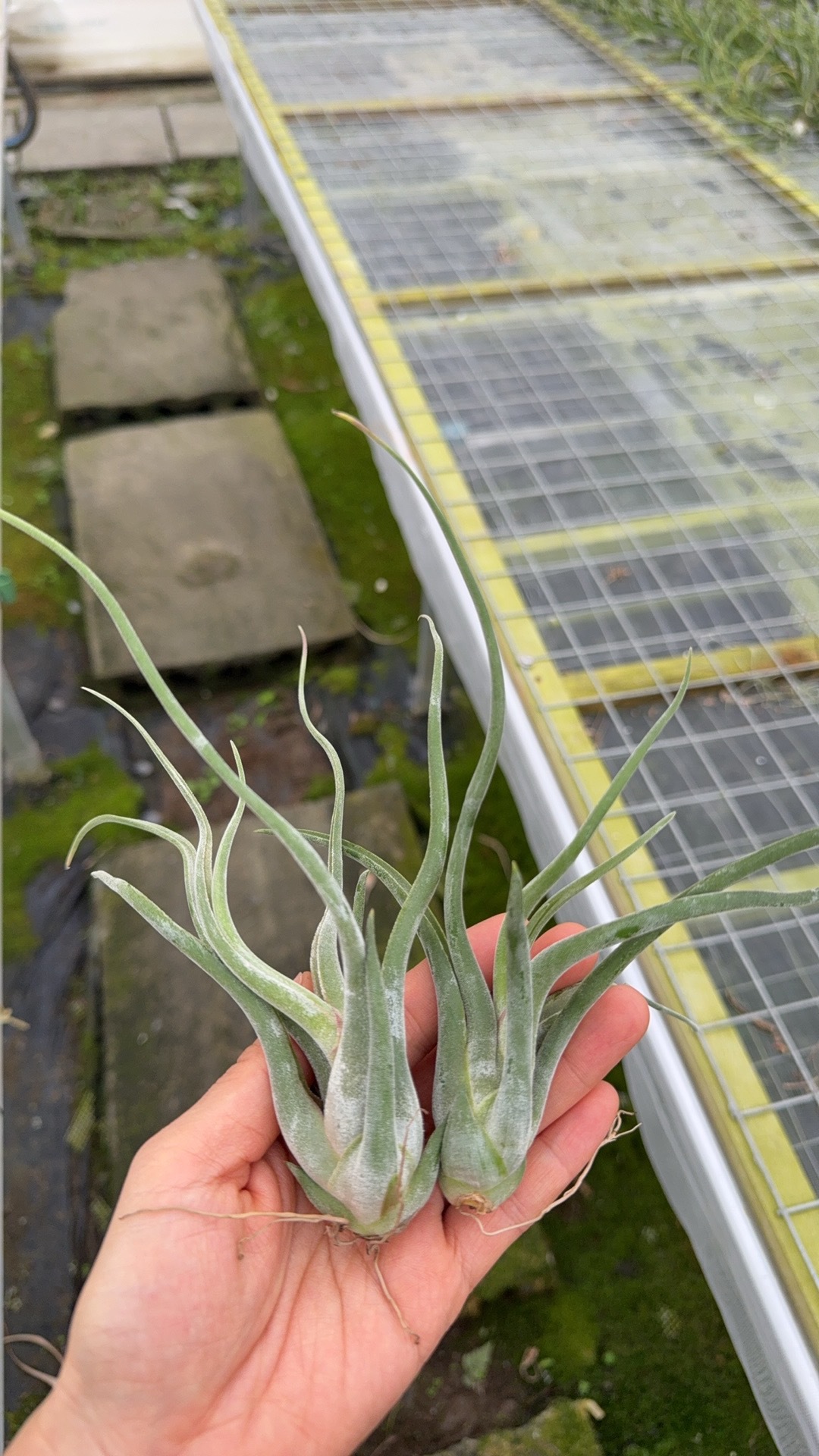 メデューサの脇芽（葉長20cm以上）1株